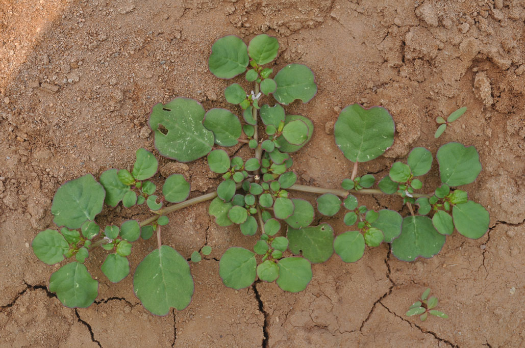 Trianthema portulacastrum